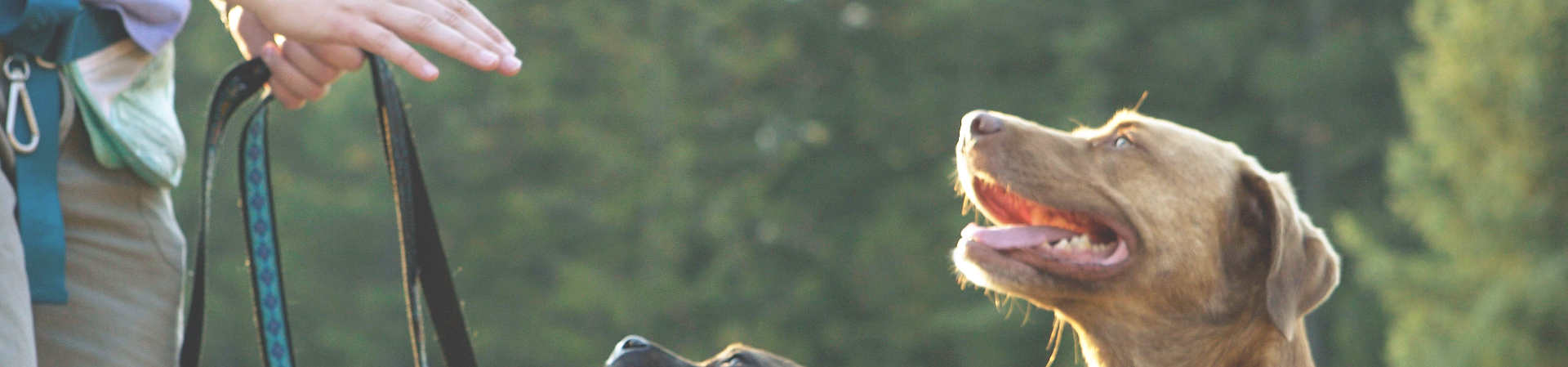 Adiestramiento Canino Adiestramiento Canino