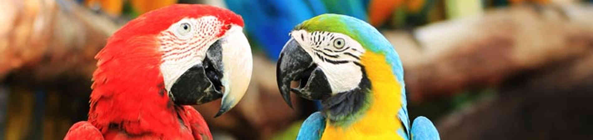 Hotel para aves Hotel para aves