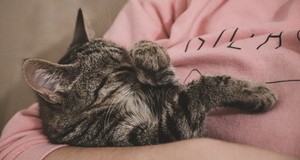 ¿Cuánto cuesta un hotel para gatos? Precios en 2025
