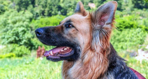 ¿Cuánto cuesta un etólogo canino? Precios en 2026
