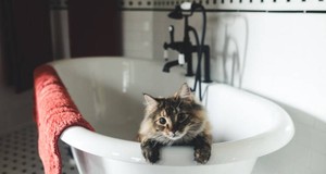 ¿Cuánto cuesta un servicio de peluquería felina? Precios para 2026