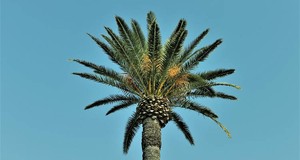 ¿Cuánto cuesta podar una palmera? Costos en 2025