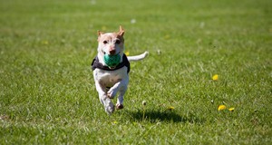 ¿Cuánto cuesta adiestrar a un perro?