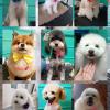 Peluqueria canina a domicilio todas las razas y mestizos