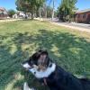 Pet Cath Grooming & Services