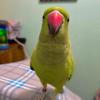 Pet Cath Grooming & Services