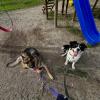 Pet Cath Grooming & Services