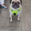 Servicio Veterinario Integral
