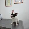 Servicio Veterinario Integral
