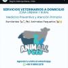 Animall Vets