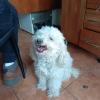 Picamvet