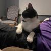 Tom mirando televisión