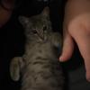 michi