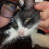 gatito tom