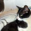 Gatito Tom