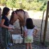Terapia con acompañamiento a Huertos de la zona
