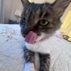 Mascota 3 (con la que crecí)