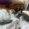 Mascota 1 y 2