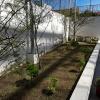 Desmalezado y trasplante de nuevas plantas