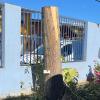 Poda de Arbol Grande 3m  en Jardin Junji