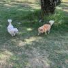 Paseando a Hércules y Blankita