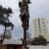 Tala de palmera y olivo