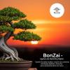 Bonzai  Agencia De Marketing Digital
