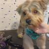 Peluqueria Canina Espumita Spa