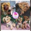 Peluqueria Canina Espumita Spa