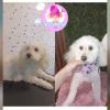 Peluqueria Canina Espumita Spa