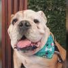 Peluqueria Canina Espumita Spa
