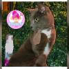 Peluqueria Canina Espumita Spa