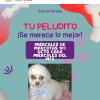 Peluqueria Canina Espumita Spa
