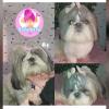 Peluqueria Canina Espumita Spa