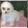 Peluqueria Canina Espumita Spa