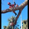 Poda Y Tala De Árboles De Alto Riesgo Despeje De Líneas De Corriente Corte Y Desmalezado