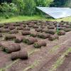 Instalacion de pasto