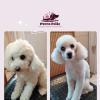 Peluquería Canina A Domicilio