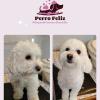 Peluquería Canina A Domicilio