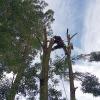 Podas Y Talas De Arboles