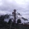 Podas Y Talas De Arboles