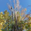 Podas Y Talas De Arboles