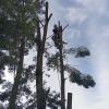 Podas Y Talas De Arboles