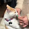 Thevetcami