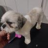 Spoty Peluqueria Canina Y Felina