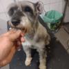 Spoty Peluqueria Canina Y Felina