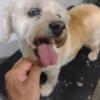 Spoty Peluqueria Canina Y Felina