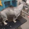 Spoty Peluqueria Canina Y Felina