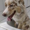 Spoty Peluqueria Canina Y Felina