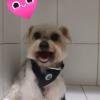 Spoty Peluqueria Canina Y Felina